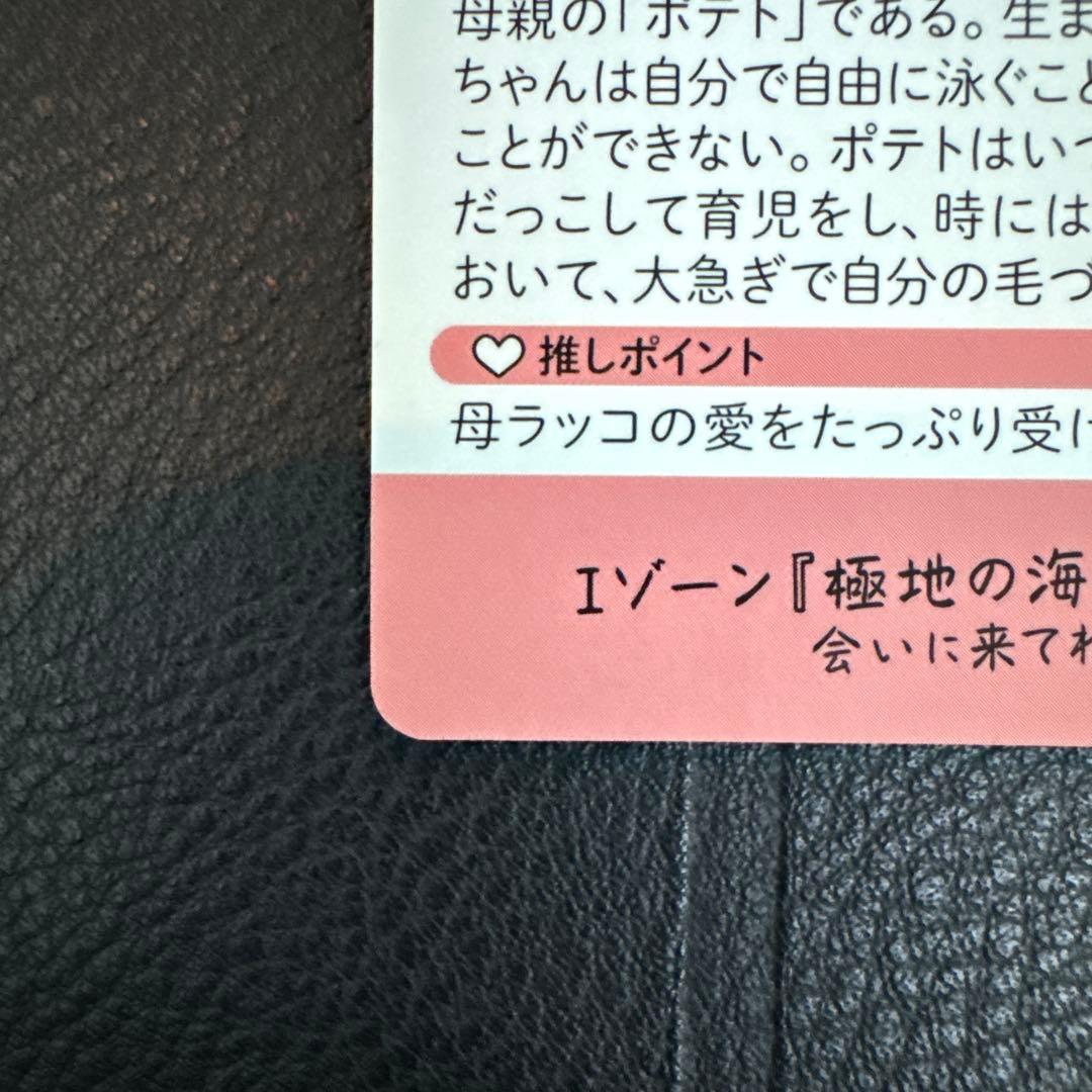 最安値‼️ 鳥羽水族館　コレクションカード　70周年記念　ラッコ　メイ　レア