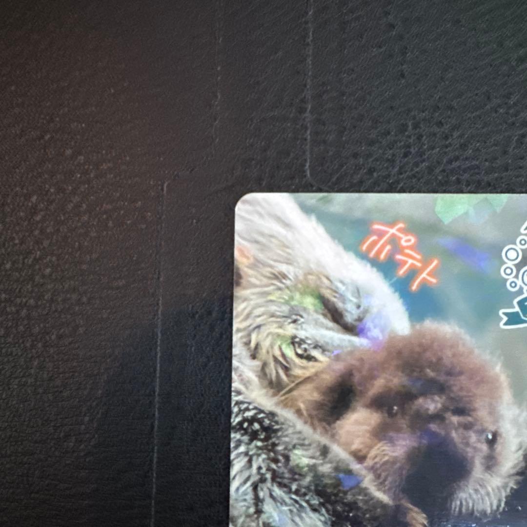 最安値‼️ 鳥羽水族館　コレクションカード　70周年記念　ラッコ　メイ　レア