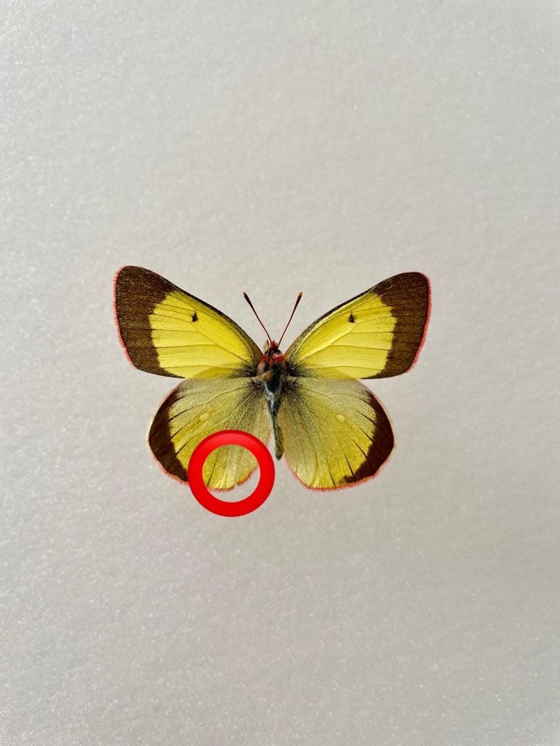 【ペア】アルプスモンキチョウ（岐阜県産）