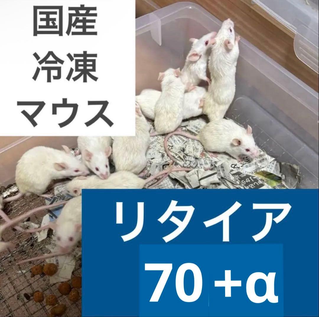 冷凍マウス リタイア 70匹セット 送料無料