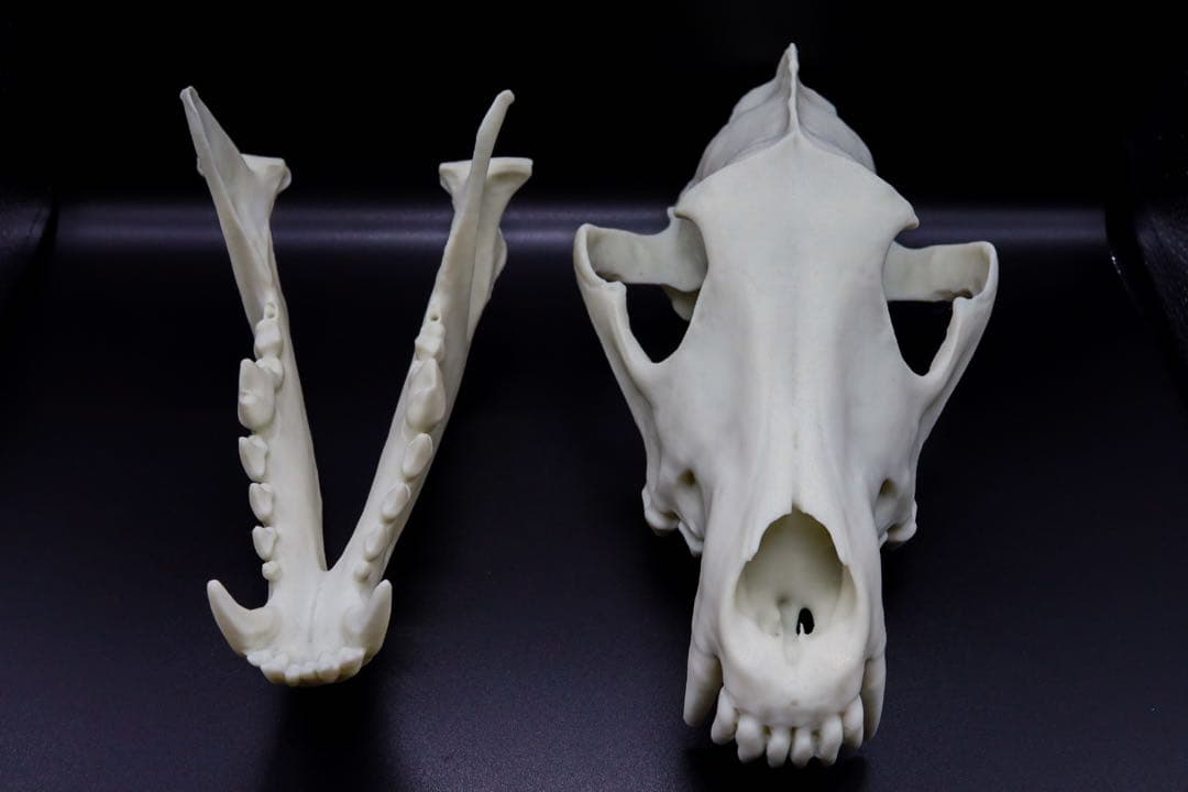 タイリクオオカミ原寸大頭骨模型