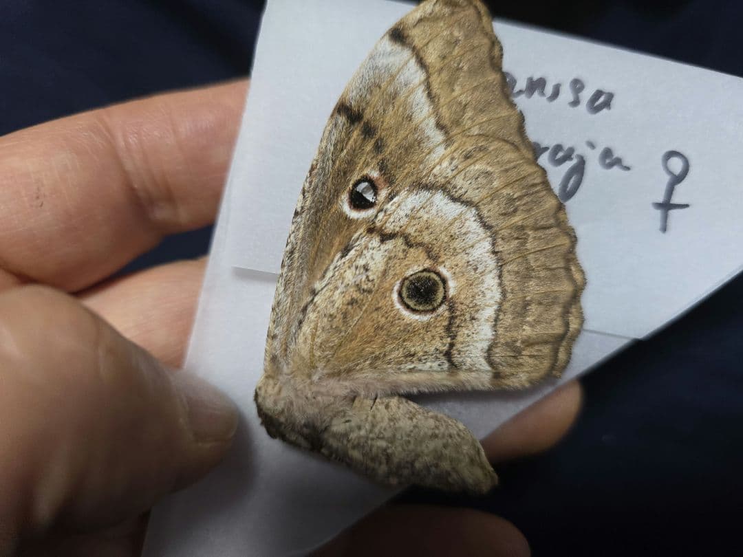 Gynanisa maja ♂♀ペアセット