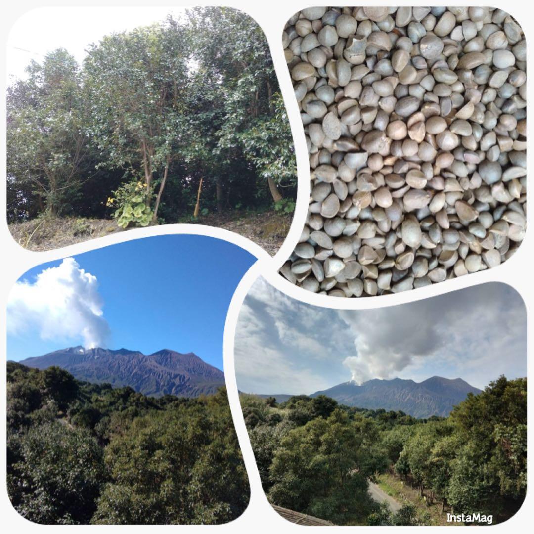 桜島産 椿油 2025年度 一升瓶 約1.8l