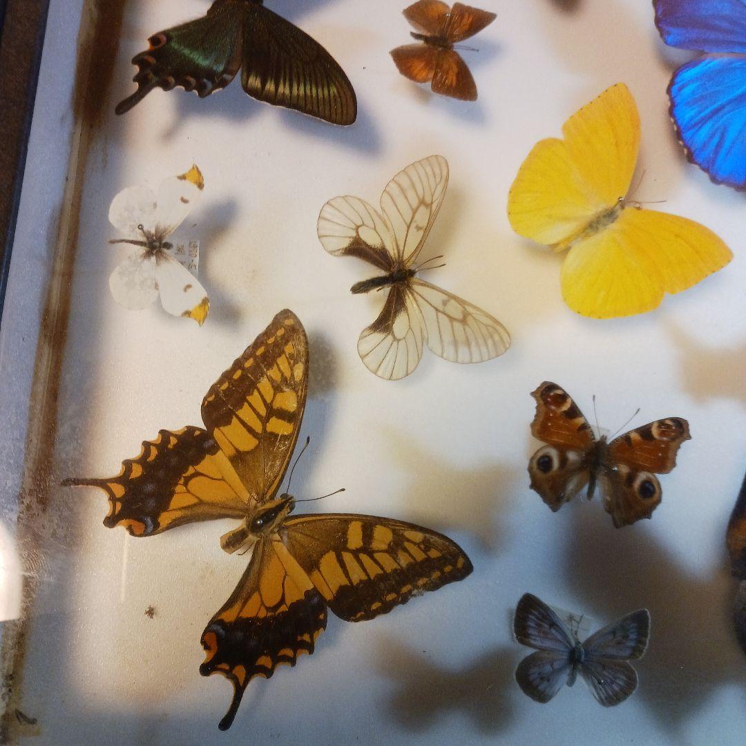 貴重！蝶の標本（多色、木製フレーム）