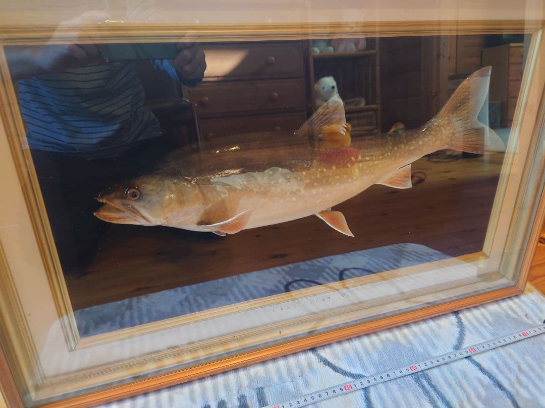 レイクトラウトの剥製