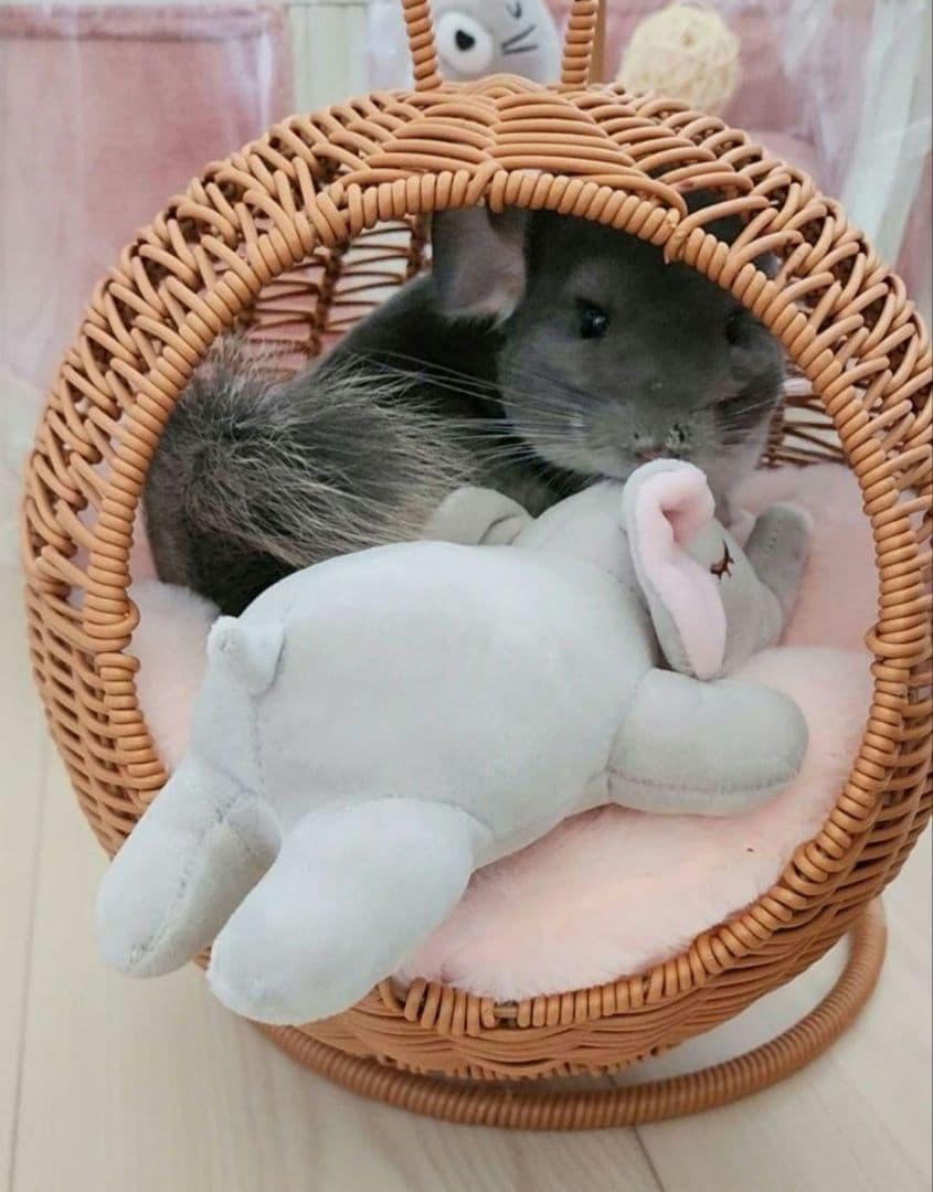 新品② チンチラ ハンキング ベッド ハウス モモンガ 小動物 子犬 ハンモッグ