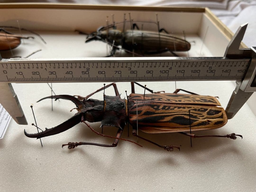 【150mm】オオキバウスバカミキリ標本 Macrodontia 昆虫標本