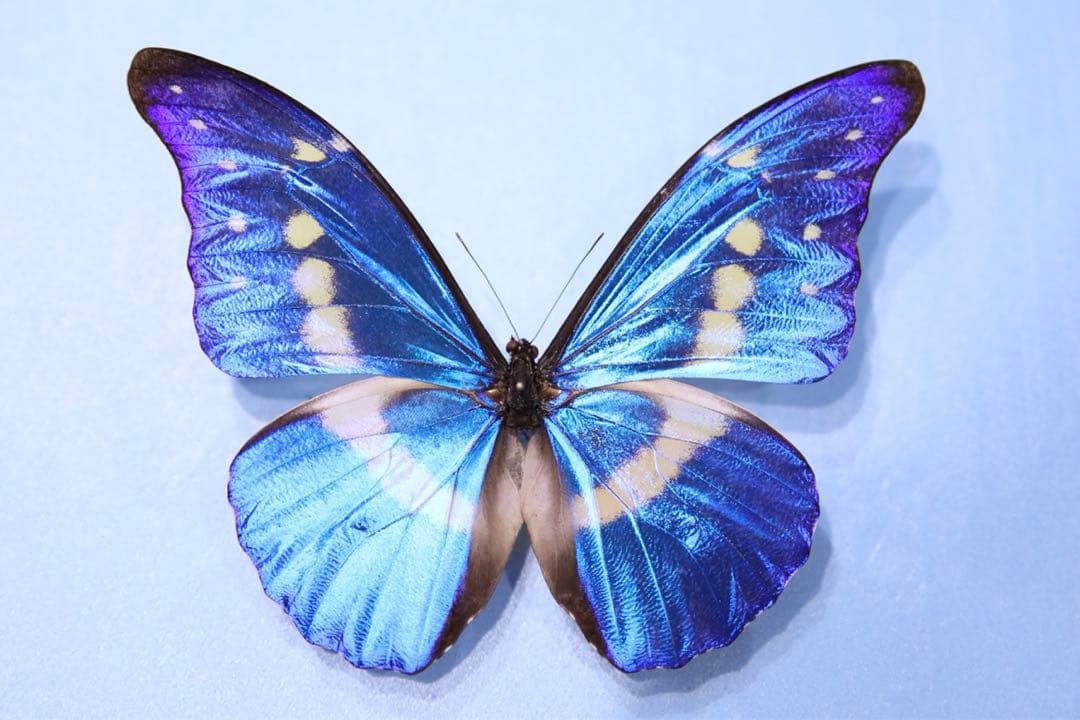 ヘレナモルフォ！標本！5