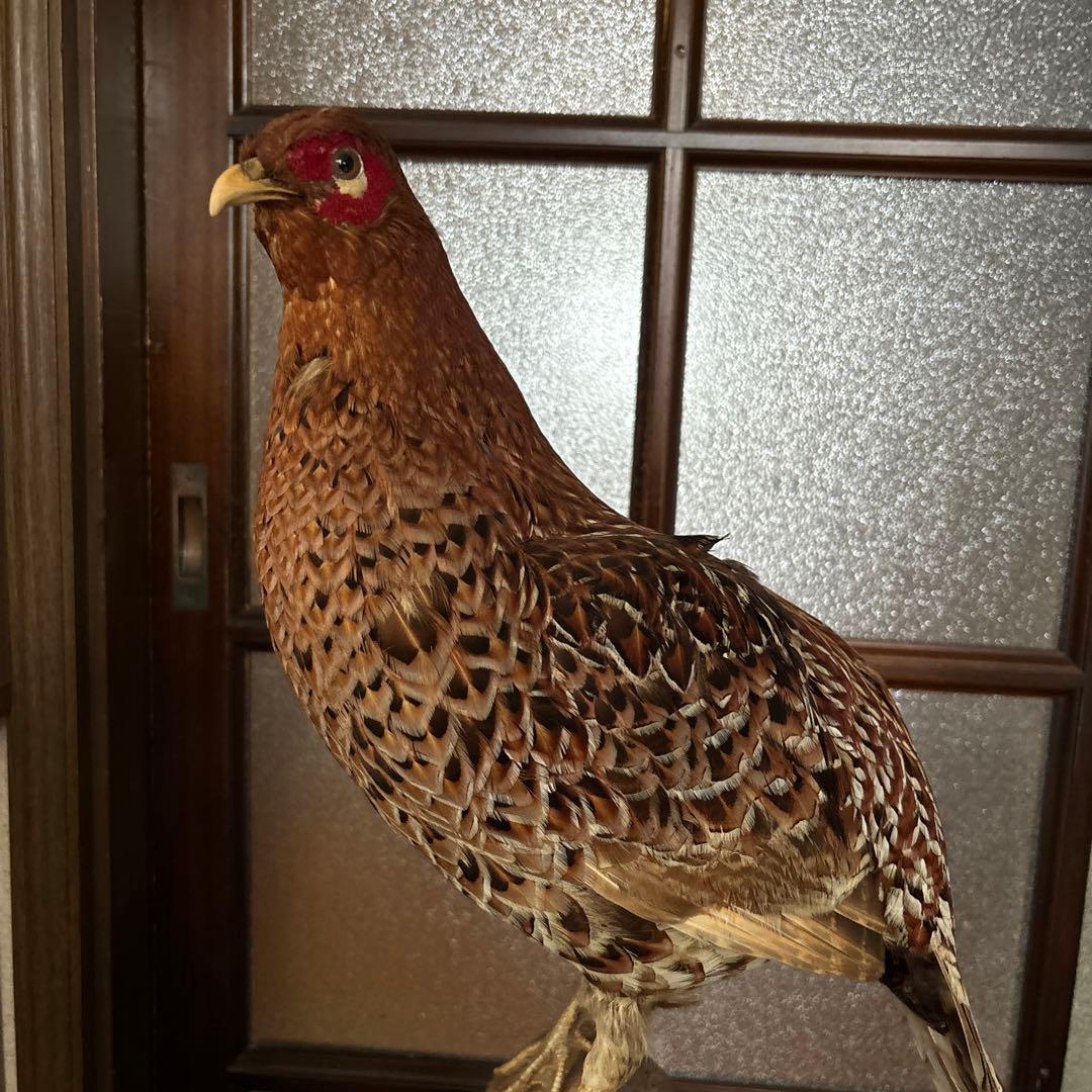 鳥 木製スタンド付き 約60cm
