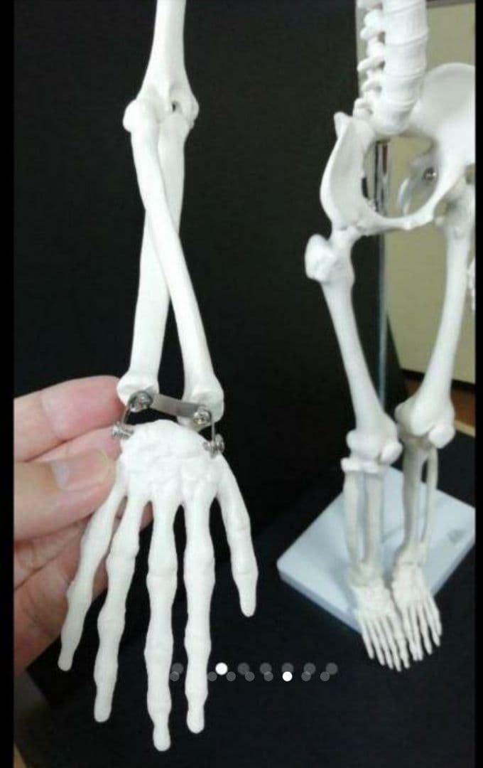 人体骨格模型　85cm　1/2サイズ