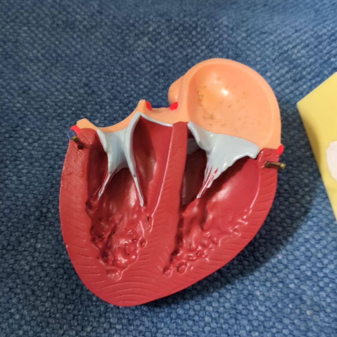 人体心臓模型