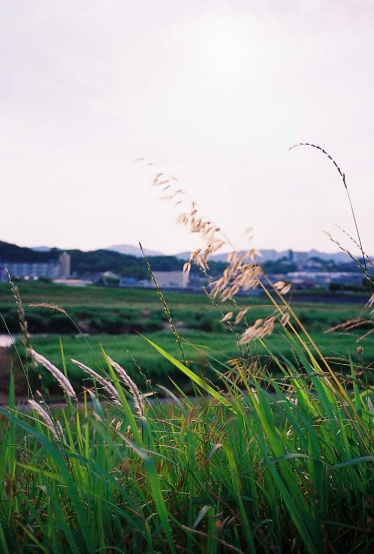 【完動品/試写有り】CONTAX T2 シルバー データバック