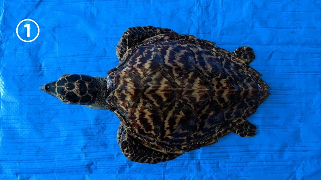 ①うみがめ科〚タイマイ〛はく製　 　壁掛けフックつき