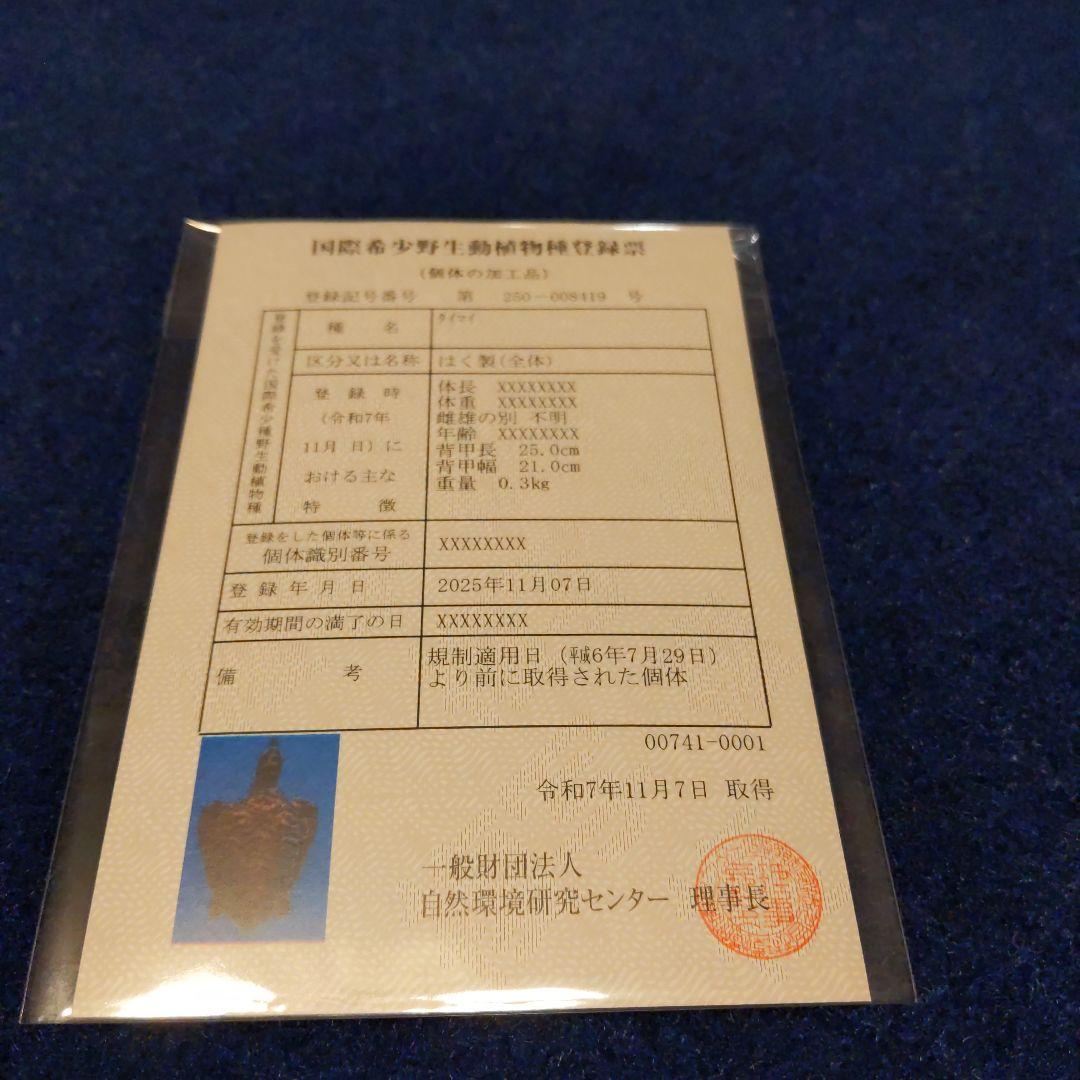 ①うみがめ科〚タイマイ〛はく製　 　壁掛けフックつき