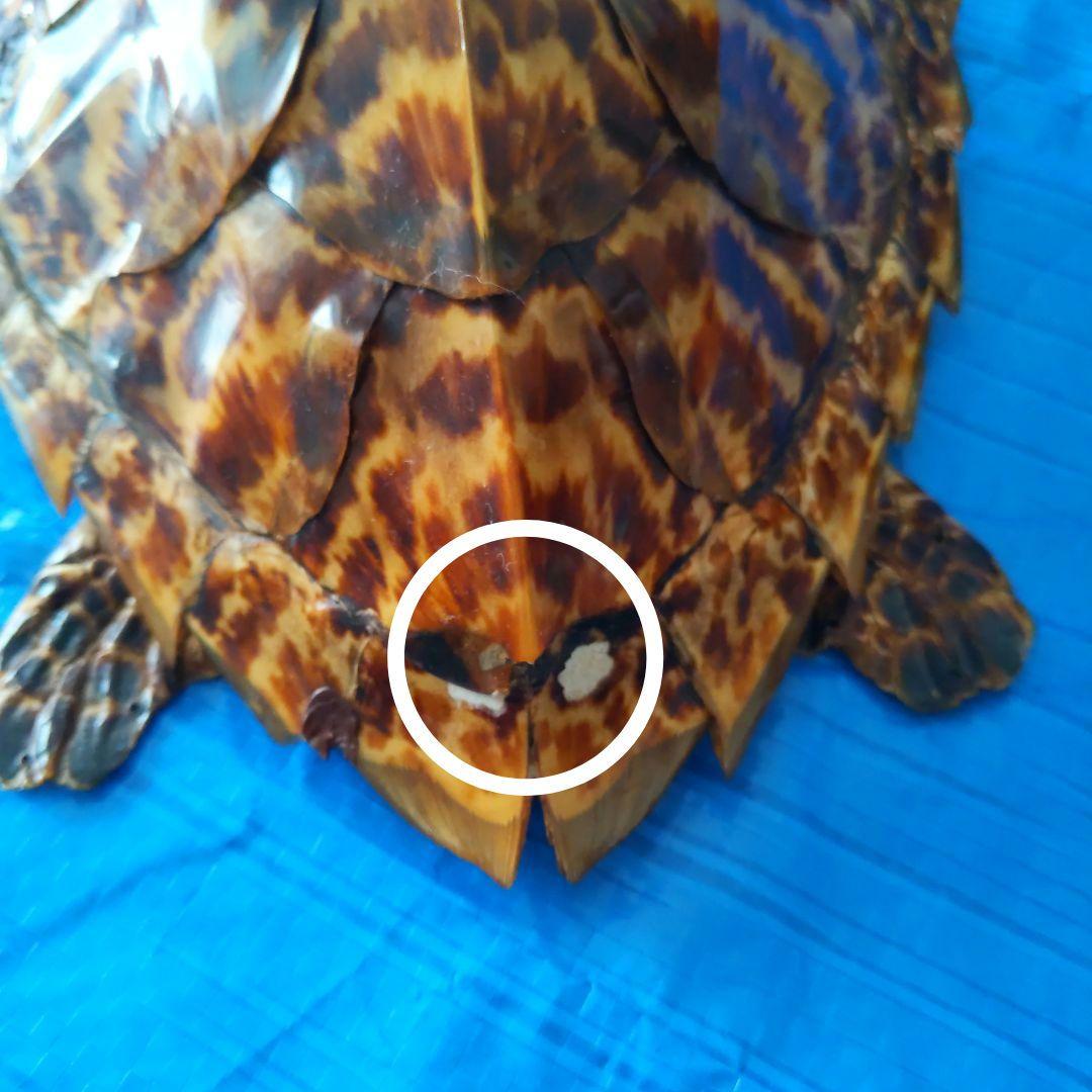 ①うみがめ科〚タイマイ〛はく製　 　壁掛けフックつき