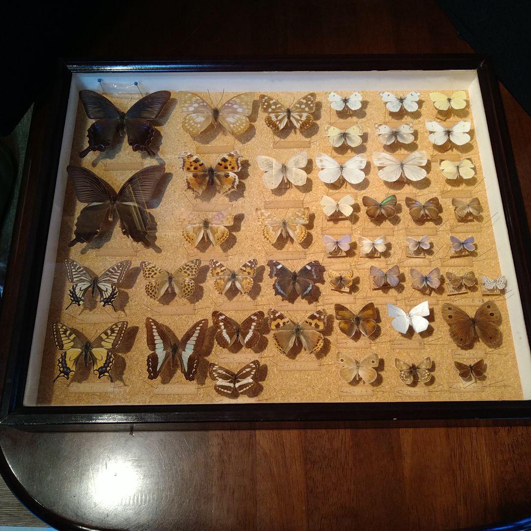 蝶の標本 木製箱(ガラス)52✕42✕6cm
