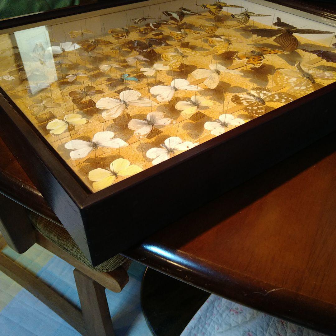 蝶の標本 木製箱(ガラス)52✕42✕6cm