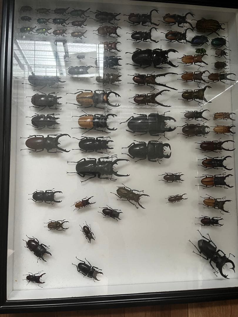 正月限定特価‼️1万円以上値下げ 標本大型アウストラリスオオズ、リンデコフキなど