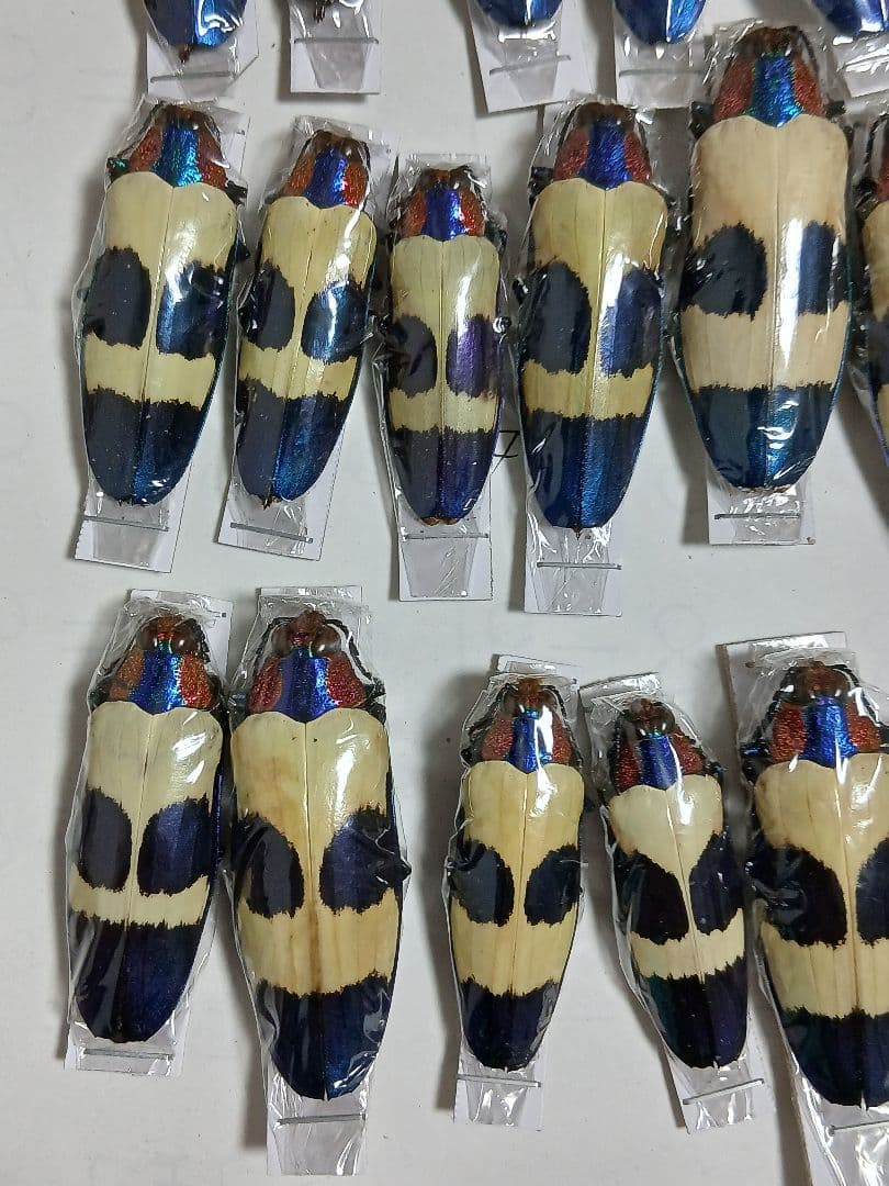 海外標本｜タマムシ科 甲虫標本（昆虫標本）