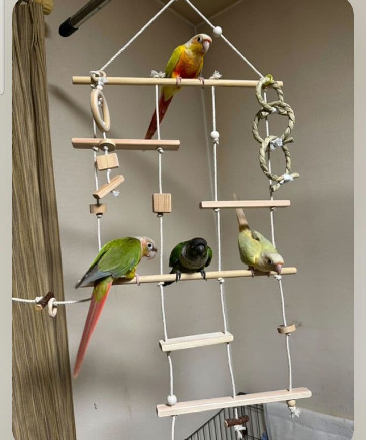 9　インコ　吊り下げアスレチック(大)　ブランコ　止まり木