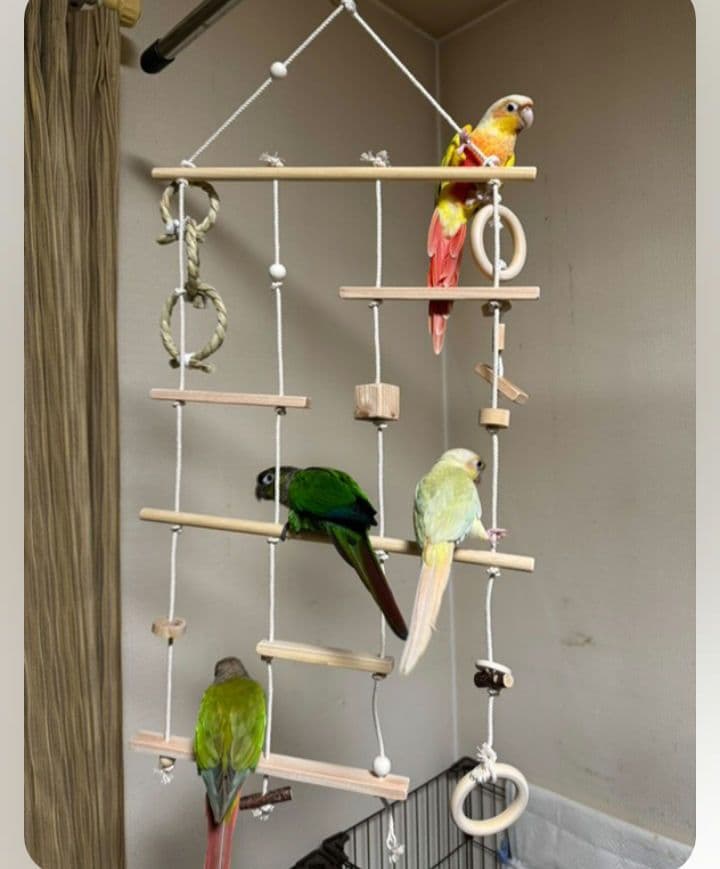 9　インコ　吊り下げアスレチック(大)　ブランコ　止まり木