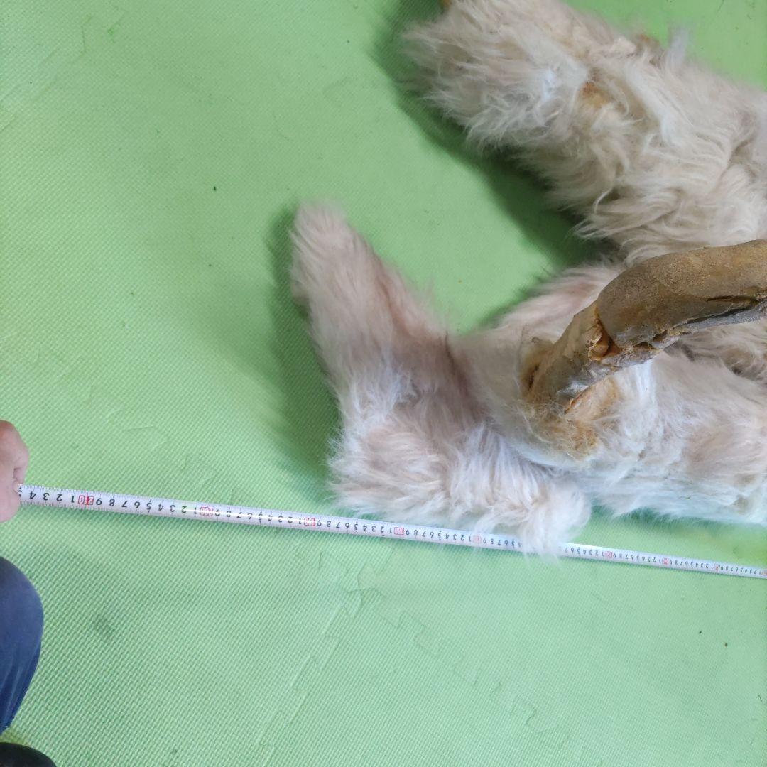 【激レア】劇団★新感線の小道具　オオカミ（LOST SEVEN　1999年公演）