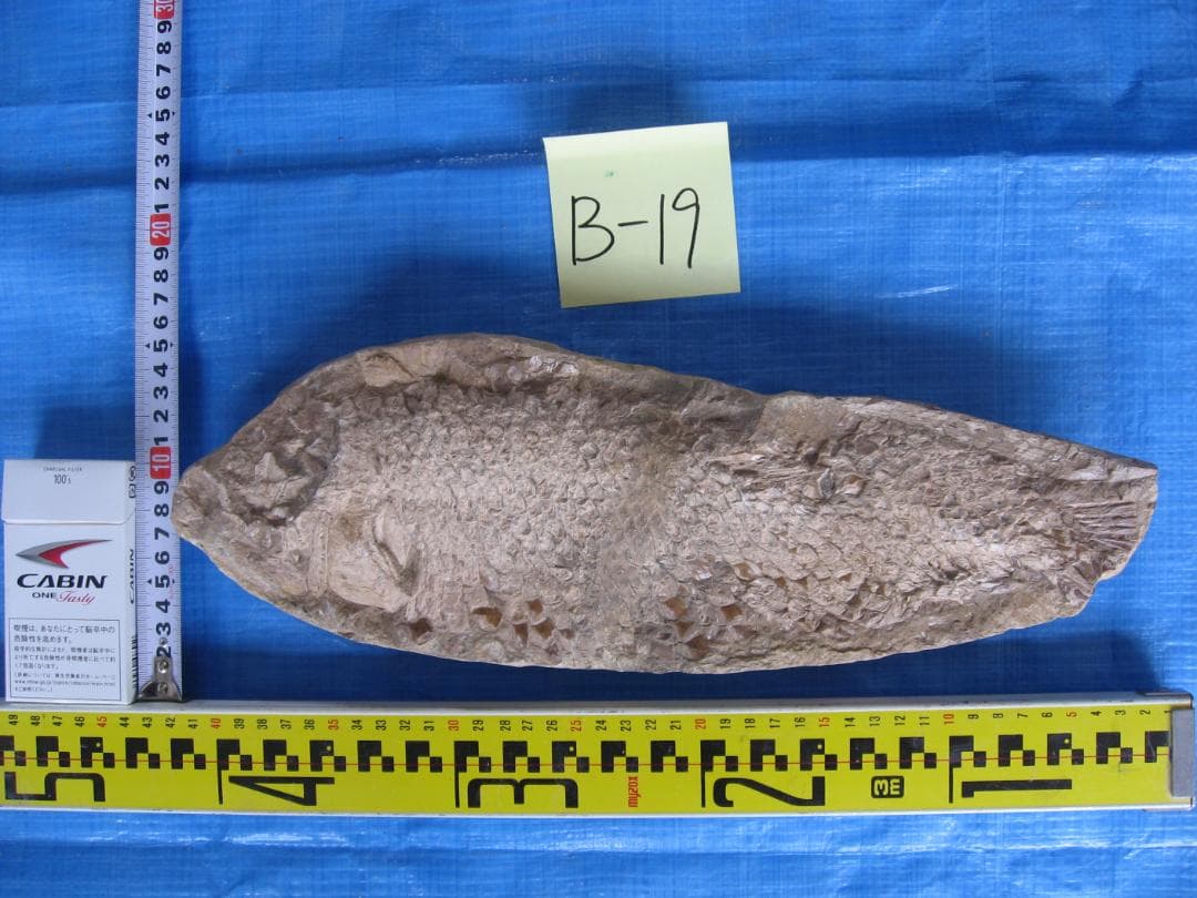 化石　B-19