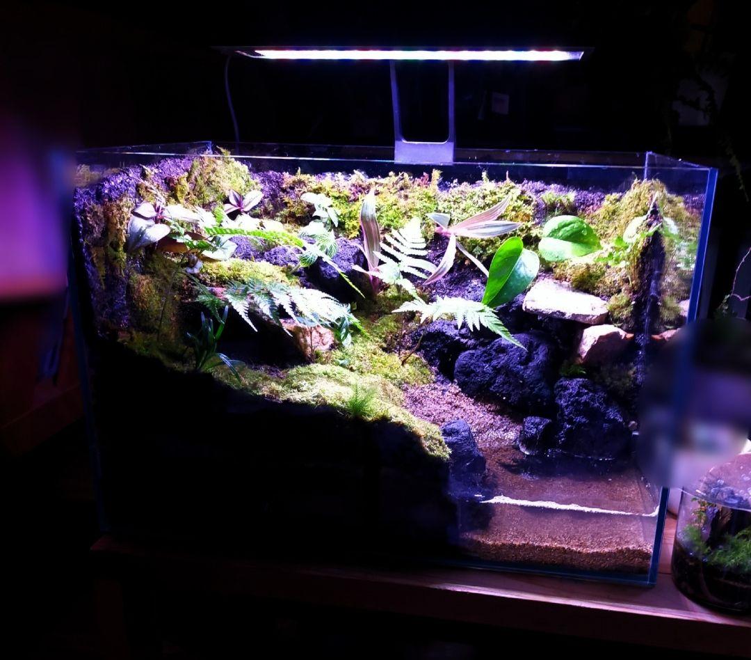 苔テラリウムケージ 水場と陸地のあるカエル・イモリ向けレイアウト（45cm水槽）