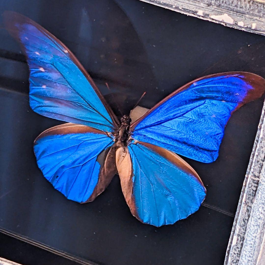 美品「レテノールモルフォ」標本　専用ケース付(ハンドメイド)