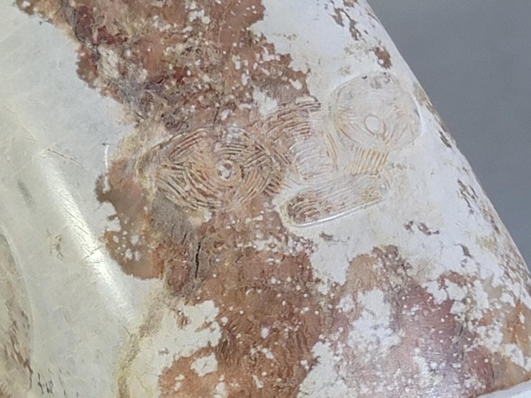 中国 砡石刻 饕餮紋 祭飾 DT742