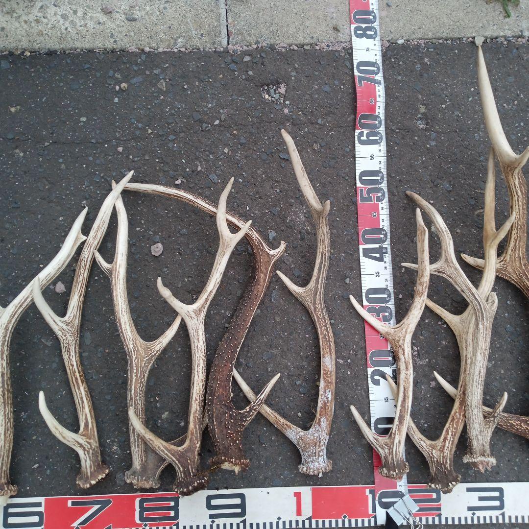 p*0様 天然蝦夷鹿の角 　犬のおもちゃ 工芸品などに　８番