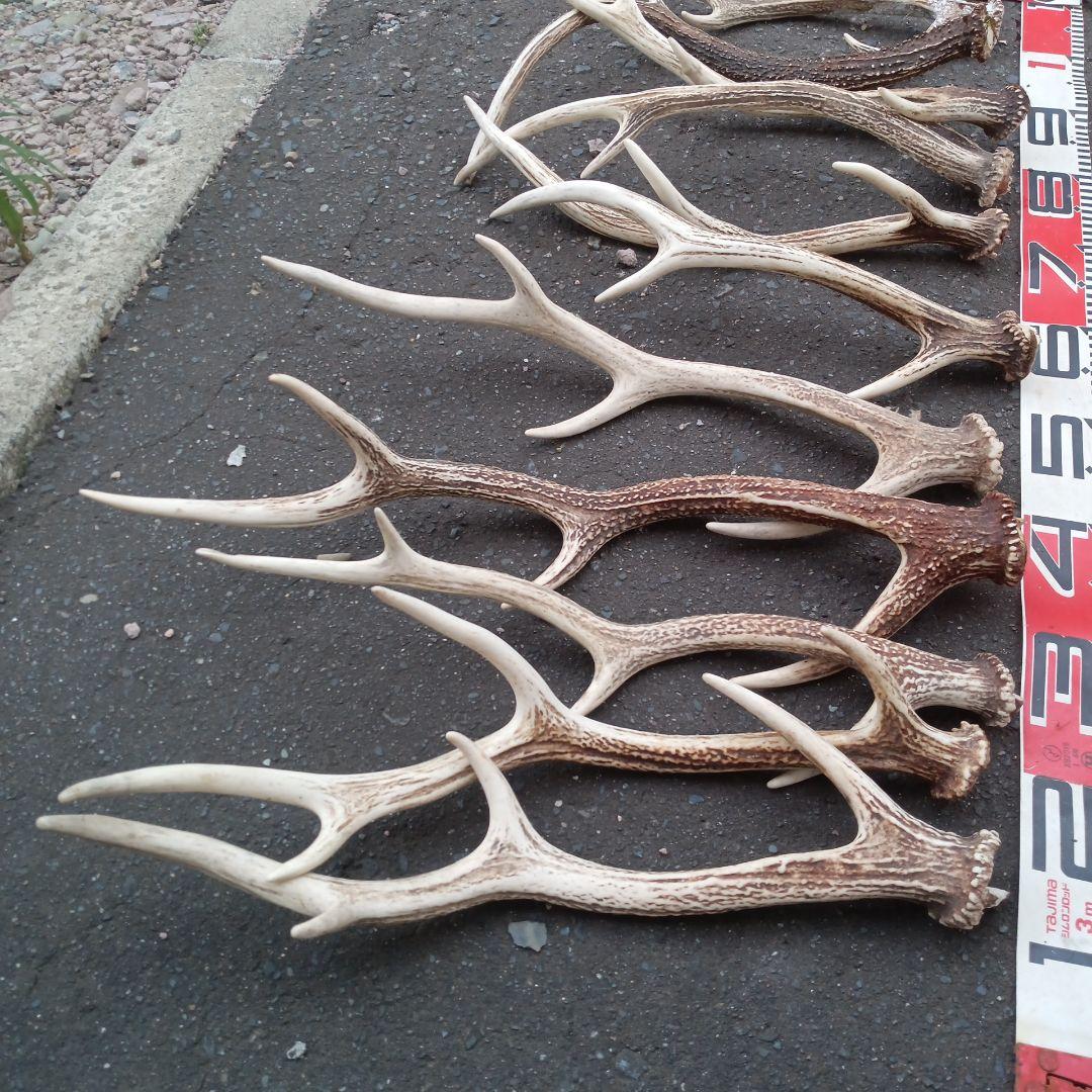 p*0様 天然蝦夷鹿の角 　犬のおもちゃ 工芸品などに　８番