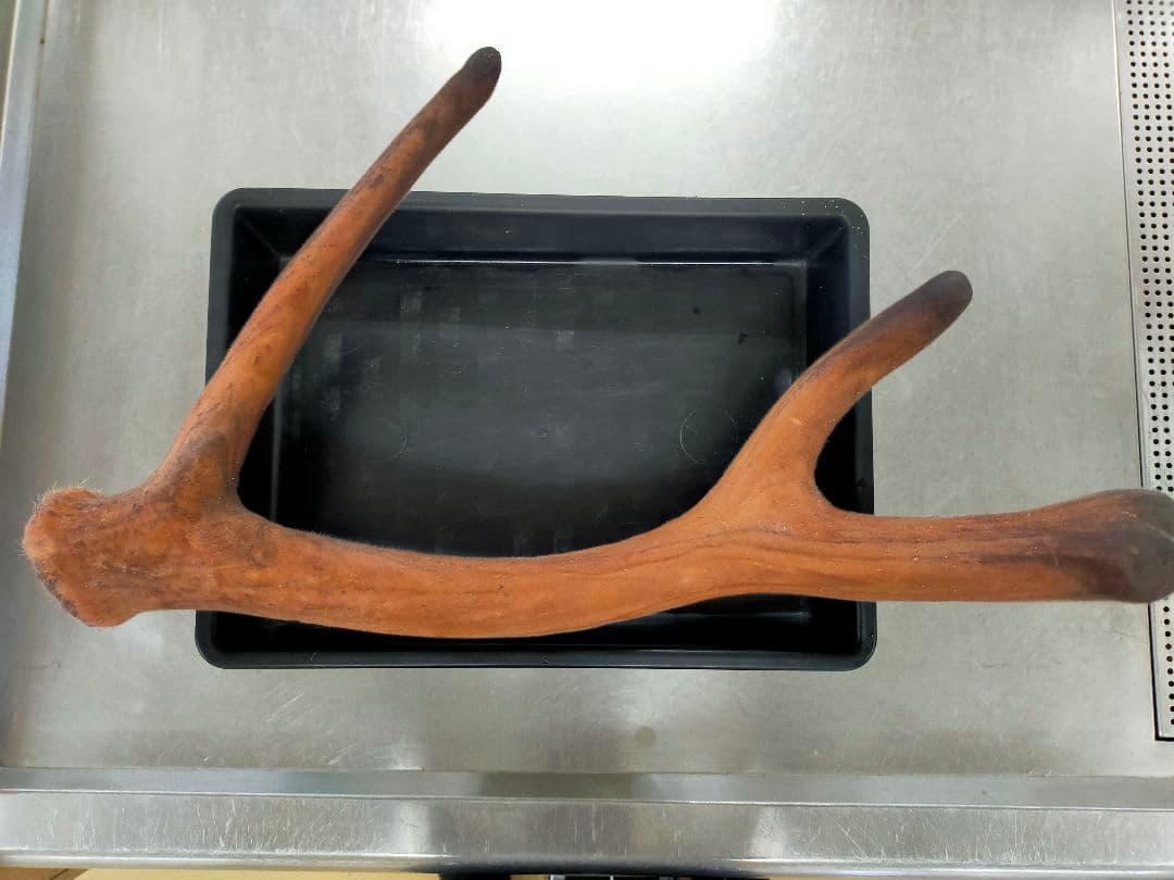 蝦夷鹿　袋角　鹿茸　1000g