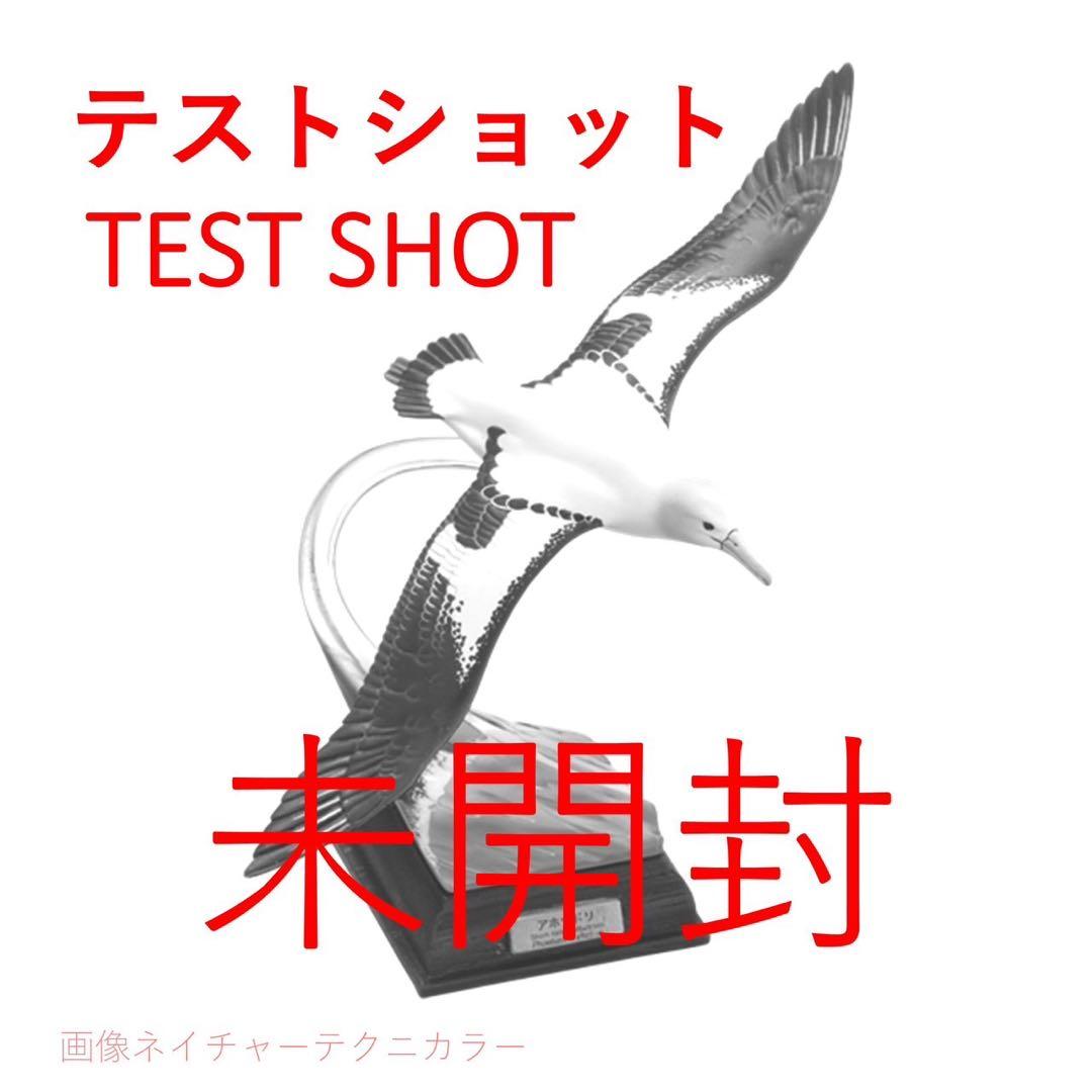 小笠原　アホウドリ　テストショット　ネイチャーテクニカラー