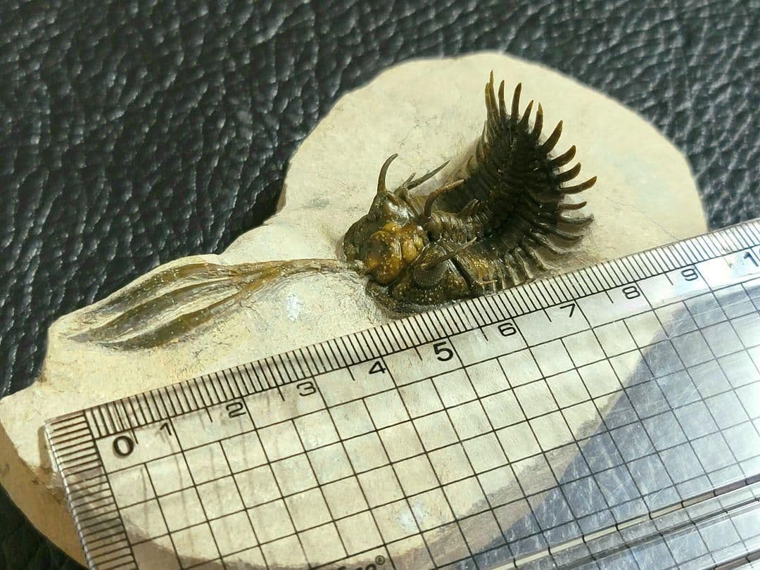 超美麗！三葉虫【Walliserops trifurcatus】化石 モロッコ