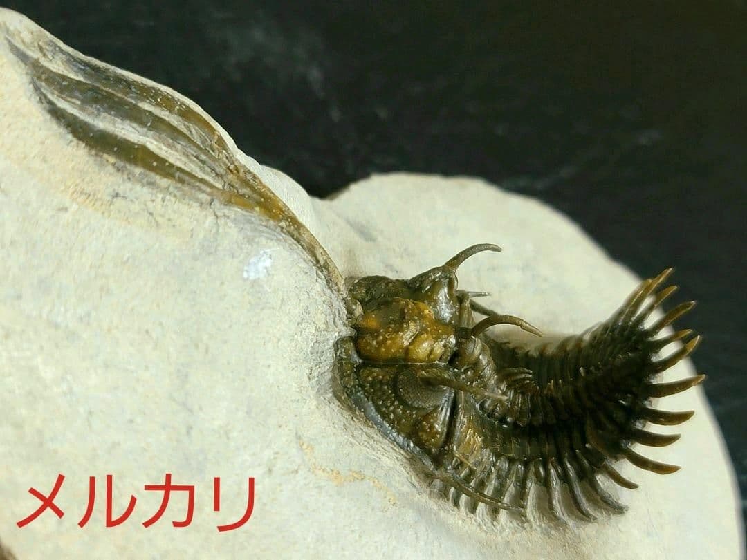 超美麗！三葉虫【Walliserops trifurcatus】化石 モロッコ