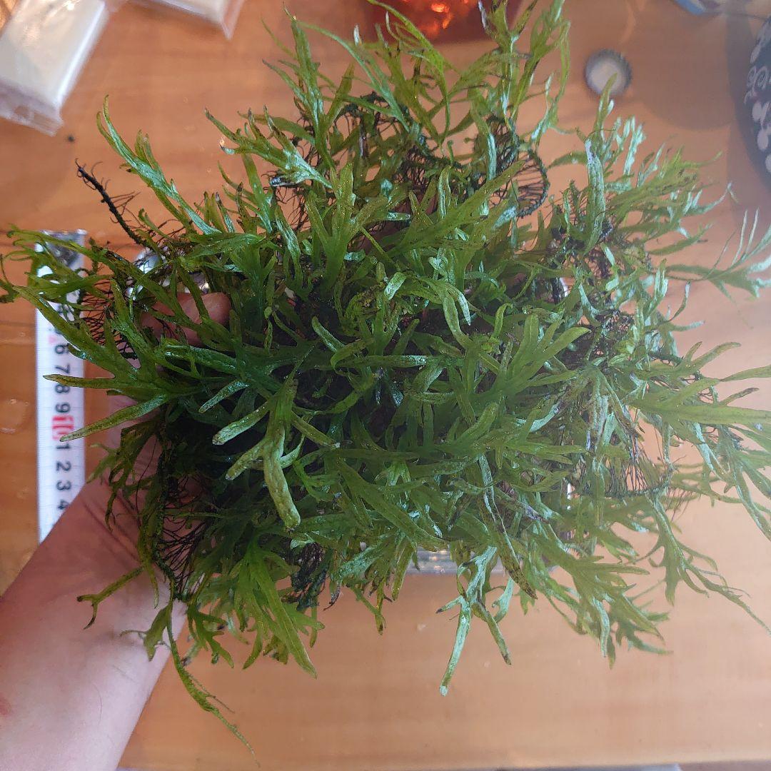 【希少】ミクロソリウム バリスモール十字 特大マザー株です。