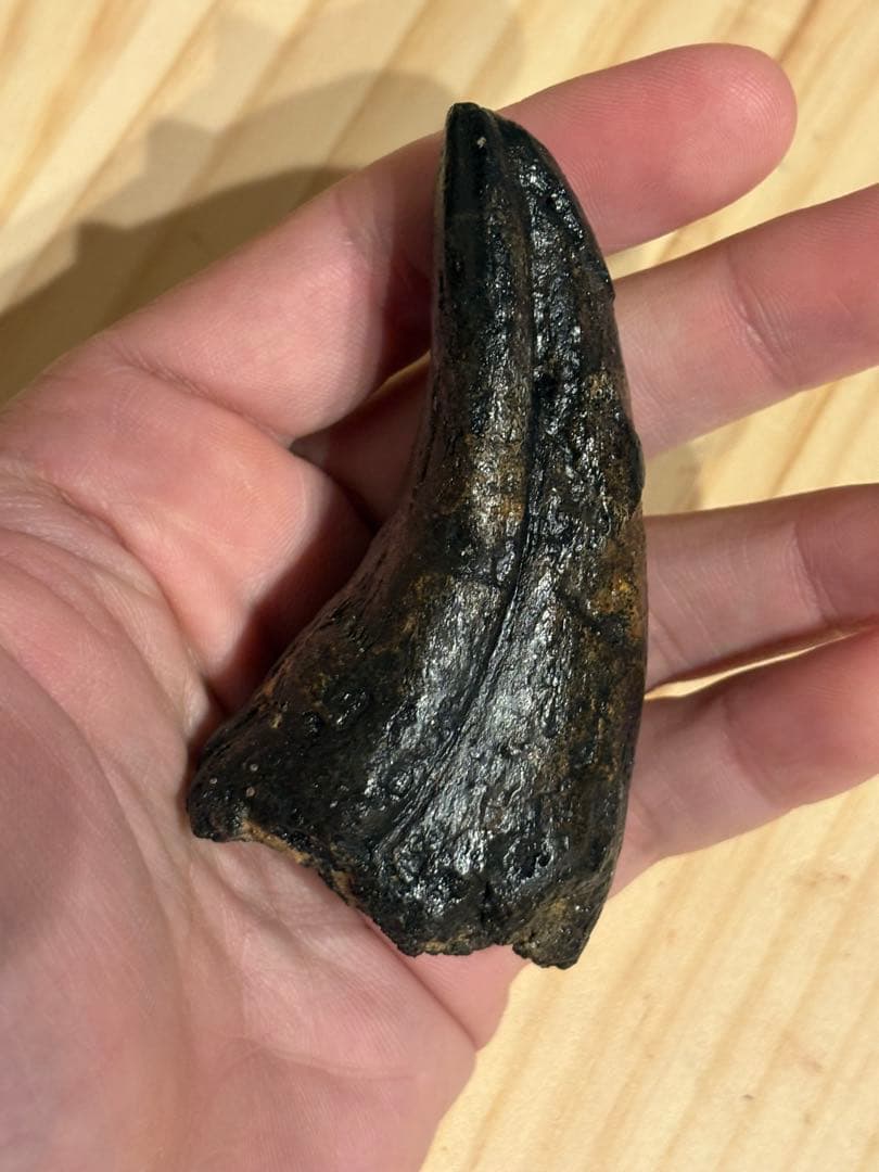 アフロベナトル　フットクロウ　化石　恐竜