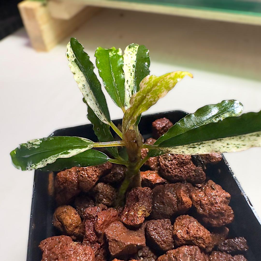 p*y様 ブセファランドラ 斑入り株 Bucephalandra Variega
