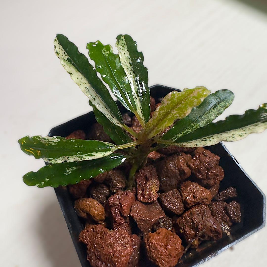 p*y様 ブセファランドラ 斑入り株 Bucephalandra Variega