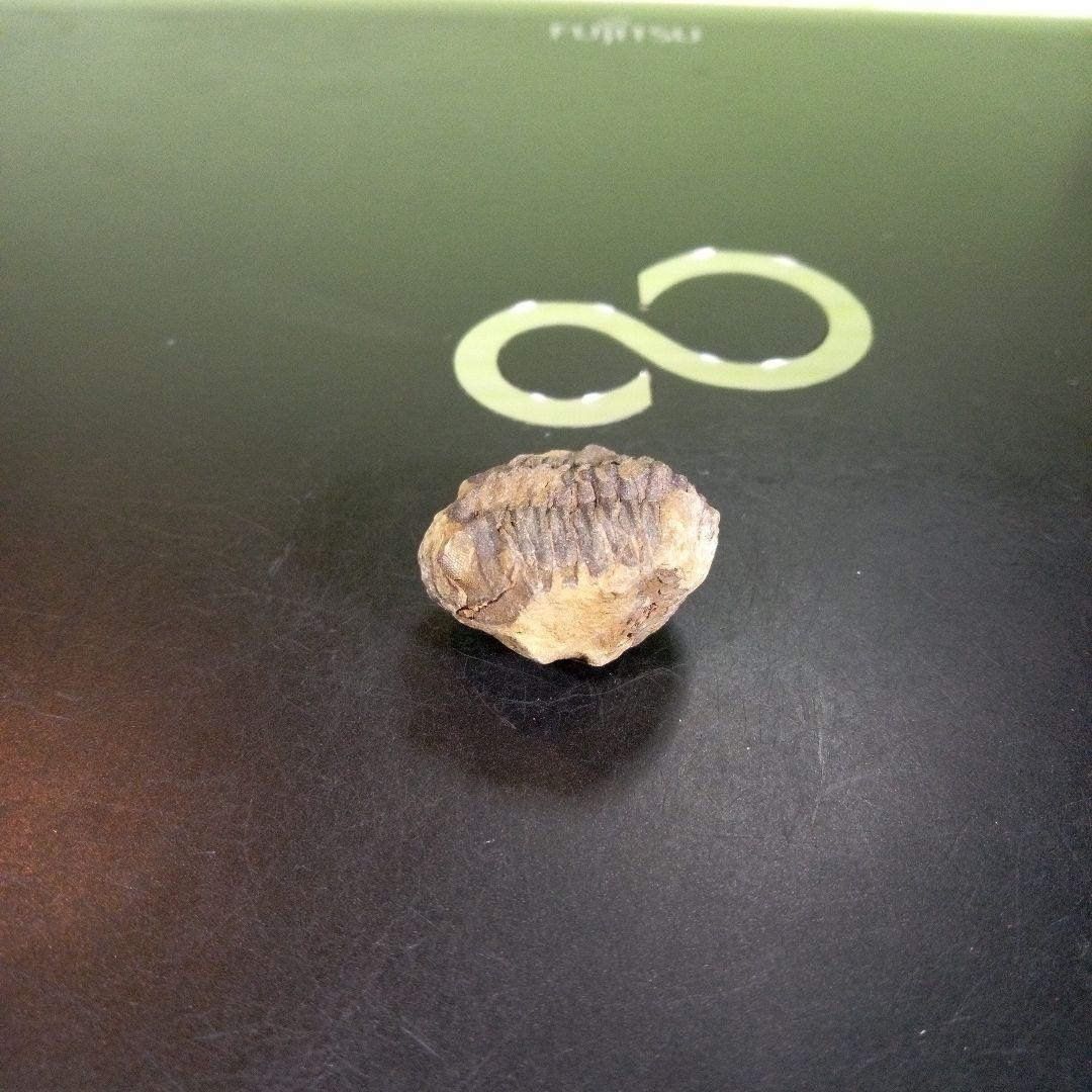 三葉虫　化石　fossil　海　ボリビア産　trilobite　海生動物網⑩