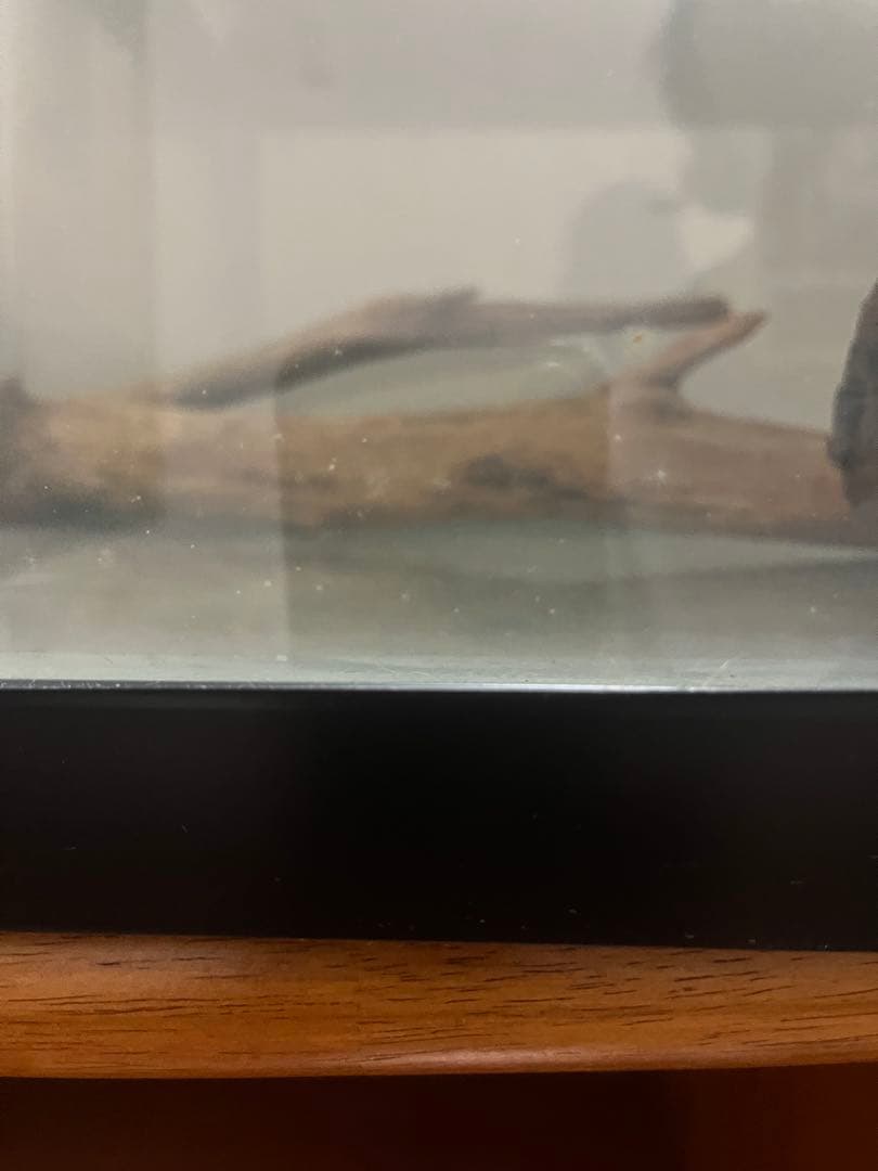 引き取り限定 クリスタルガラス水槽 900×450×450 mm