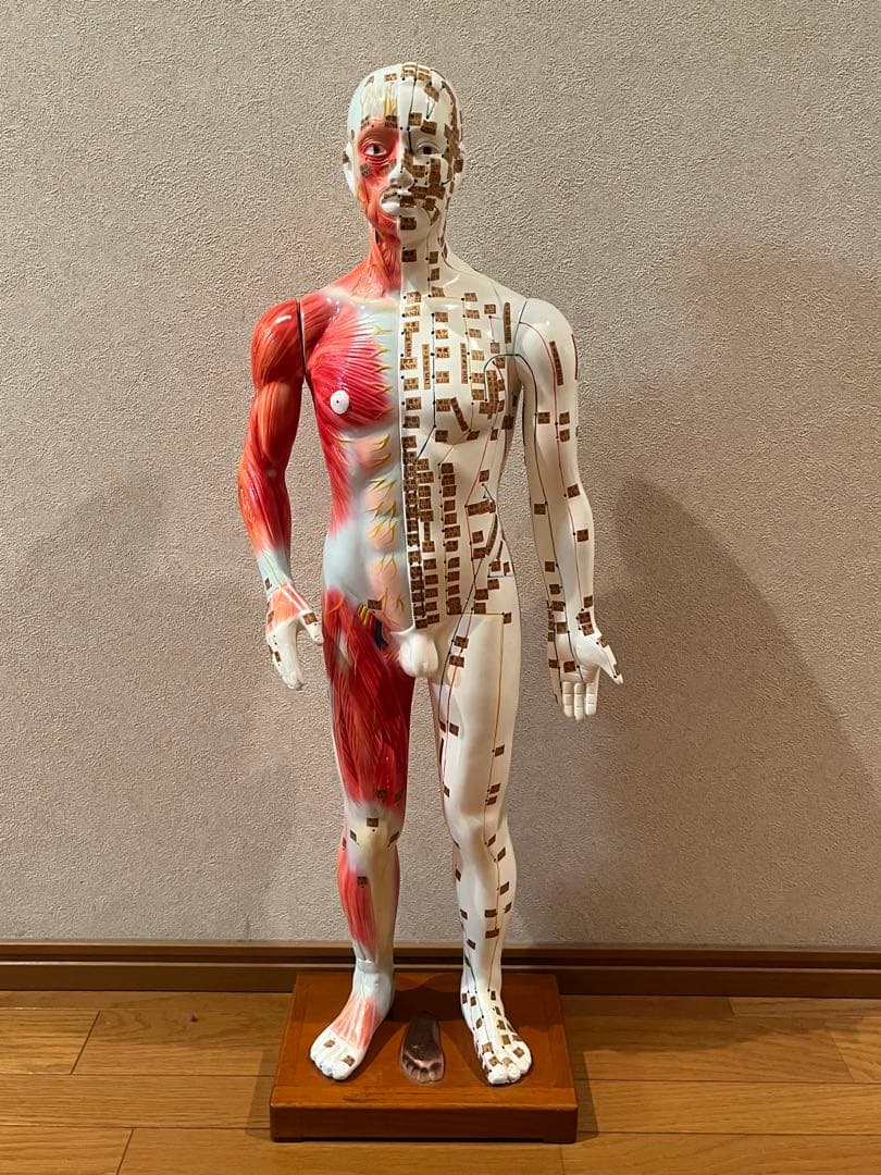 鍼灸・整体　経穴人形　中国製