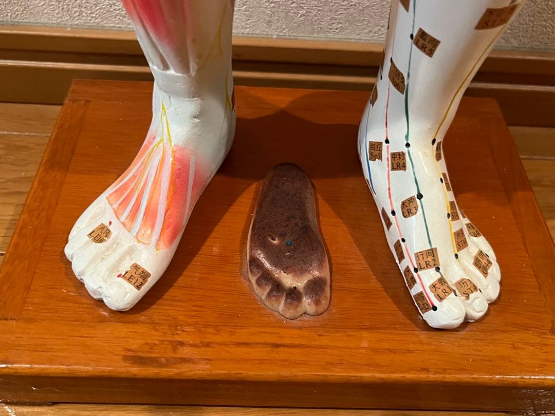 鍼灸・整体　経穴人形　中国製