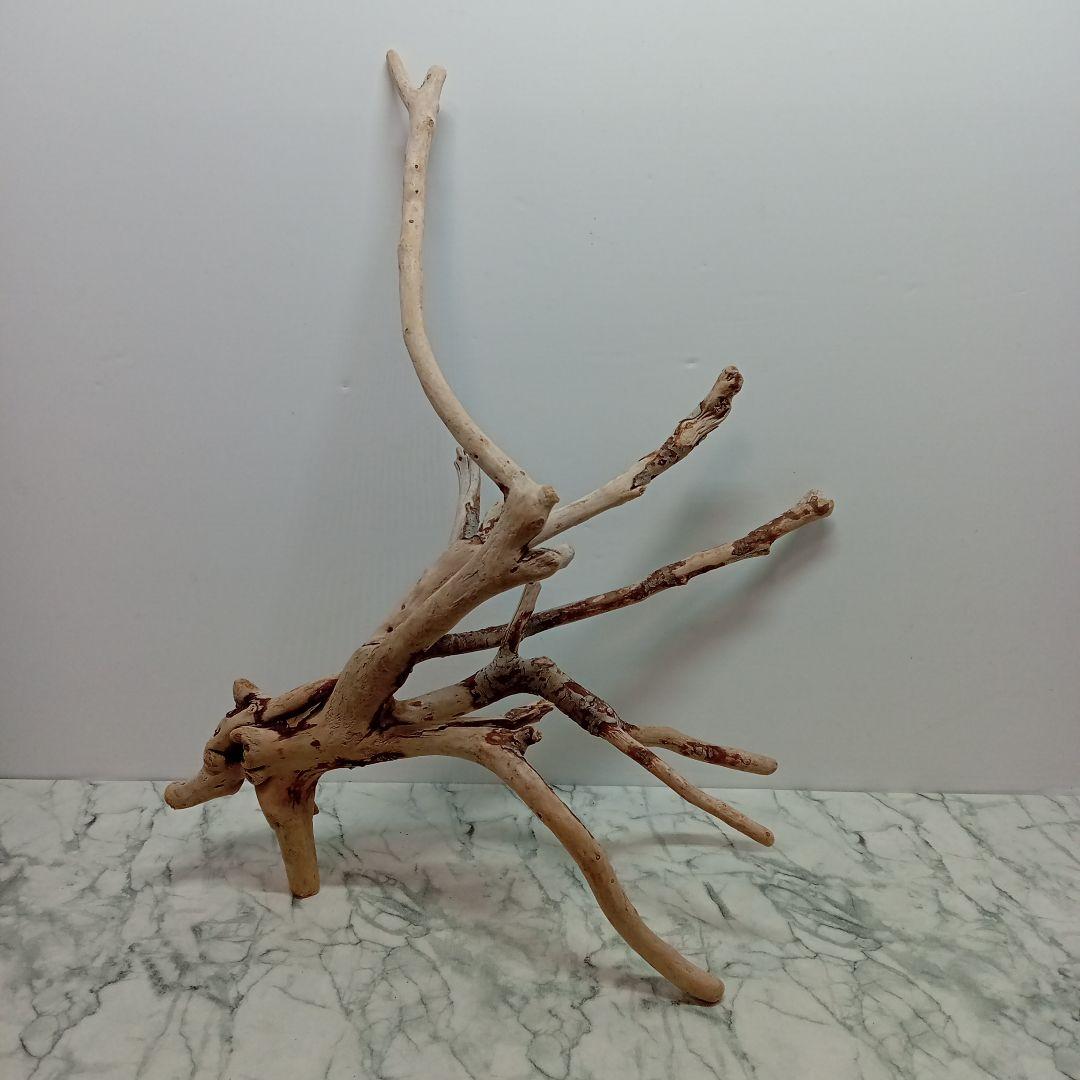 ！専用！アク抜き済み流木【645】セール