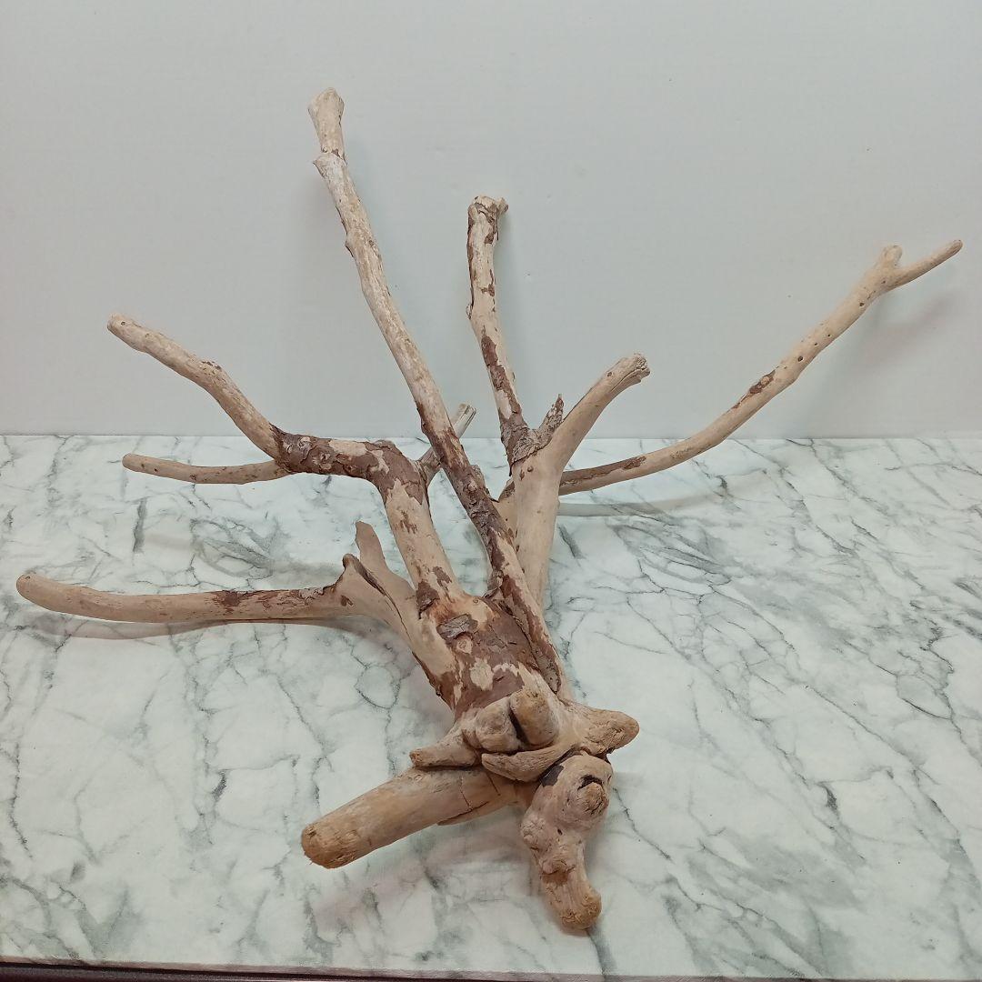 ！専用！アク抜き済み流木【645】セール