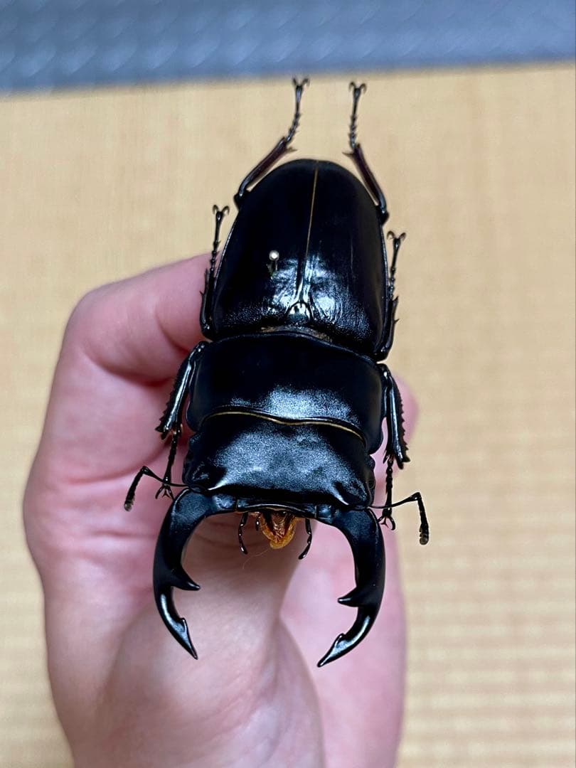 オオクワガタ特大78.6㎜　初令幼虫採集個体