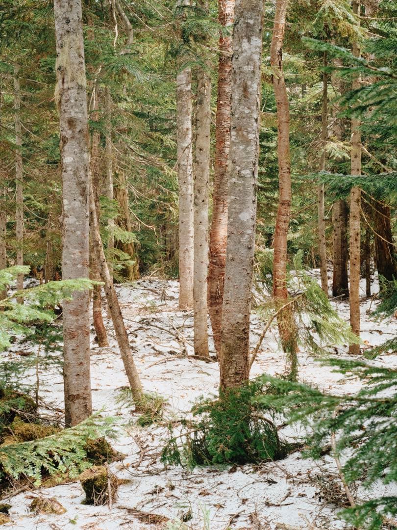 【作例有り】MAMIYA-SEKOR C80mm F2.8＋gマウントアダプター