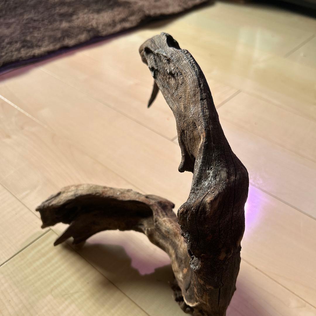 ADA ホーンウッド　L〜XL サイズ