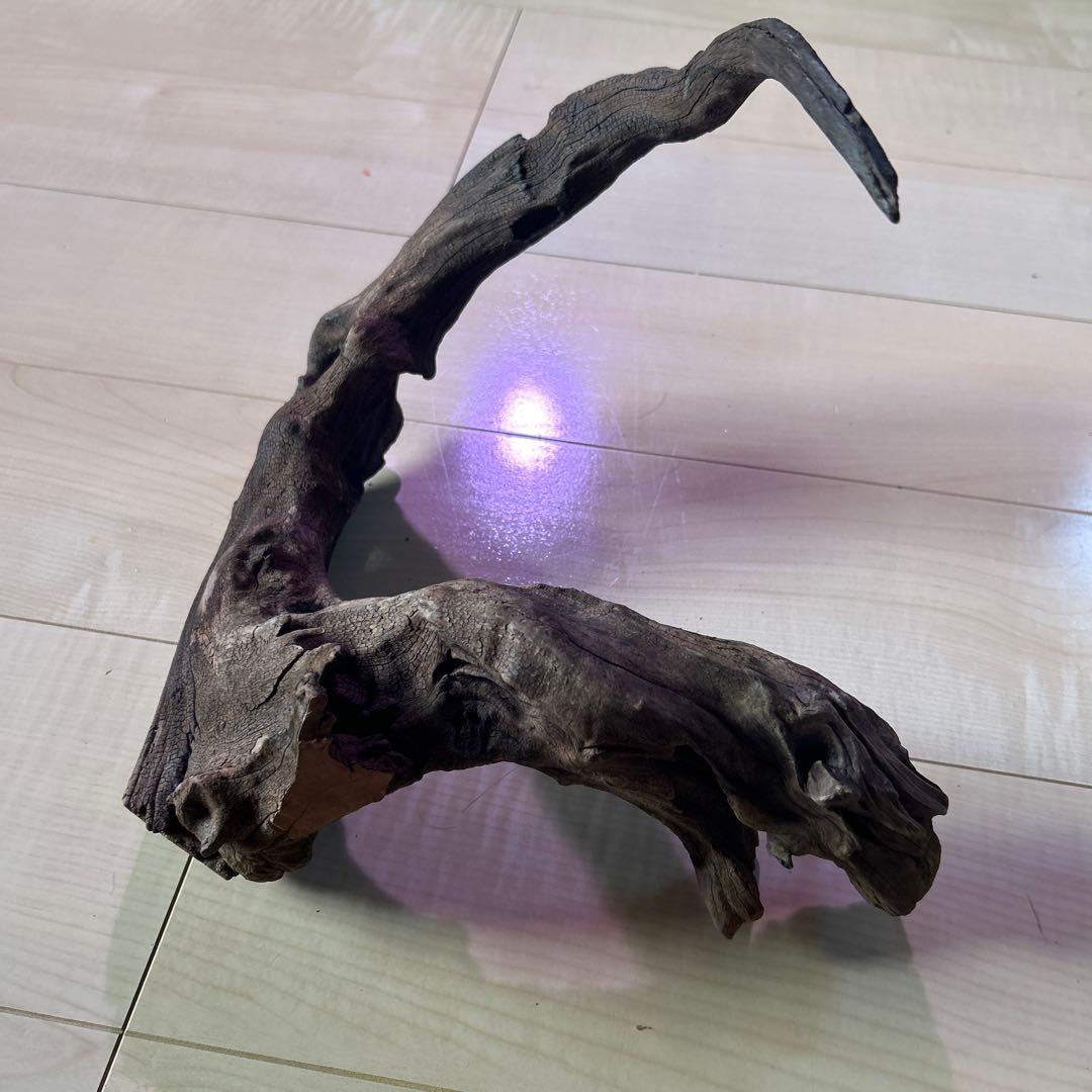 ADA ホーンウッド　L〜XL サイズ